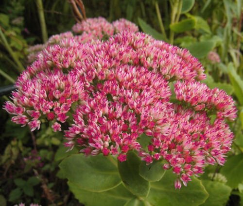 SEDUM EMPEROR""S WAVE STONECROP Sedum Telephium - 200 Bulk ct for germination