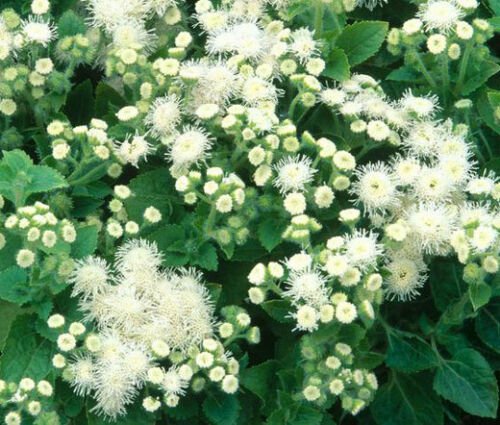 AGERATUM WHITE Ageratum Mexicanum - 500 Bulk ct for germination