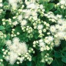 AGERATUM WHITE Ageratum Mexicanum - 500 Bulk ct for germination