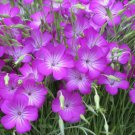 AGROSTEMMA ROSE Agrostemma Githago - 200 Bulk ct for germination
