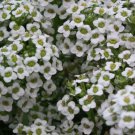 ALYSSUM CARPET OF SNOW Lobularia Maritima - 10,000 Bulk ct for germination