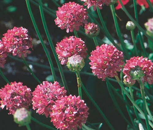 ARMERIA JOYSTICK MIX Armeria Maritima - 200 Bulk ct for germination
