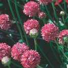 ARMERIA JOYSTICK MIX Armeria Maritima - 200 Bulk ct for germination