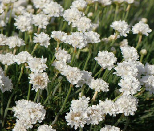 ARMERIA WHITE SEA TRIFT Armeria Maritima Alba - 200 Bulk ct for germination