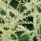 BasqueStore - ARUNCUS WHITE Aruncus Dioicus - 1,000 Bulk ct for germination
