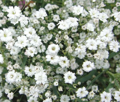 BABY'S BREATH Gypsophila Elegans Bulk - 10,000 Bulk ct for germination