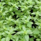BASIL LEMON ORGANIC Ocimum Basilicum - 200 Bulk ct for germination
