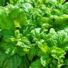 BASIL LETTUCE LEAF Ocimum Basilicum - 1,000 Bulk ct for germination