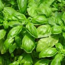 BasqueStore - BASIL SWEET Ocimum Basilicum - 2,000 Bulk ct for germination