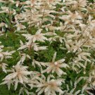 ARUNCUS NOBLE SPIRITS Aruncus Aethusifolius - 1,000 Bullk ct for germination