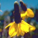 CONEFLOWER CLASPING Rudbeckia Amplexicaulis - 10,000 Bulk ct for germination