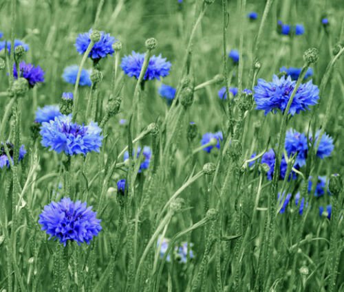 CORNFLOWER BACHELOR&acirc;��S BUTTON BLUE DWARF Centaurea Cyanus - 5,000 Bulk ct for germina