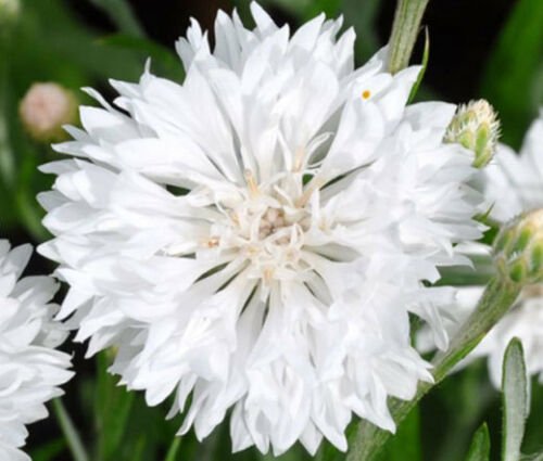 CORNFLOWER BACHELOR&acirc;��S BUTTON WHITE DWARF Centaurea Cyanus - 5,000 Bulk ct for germin