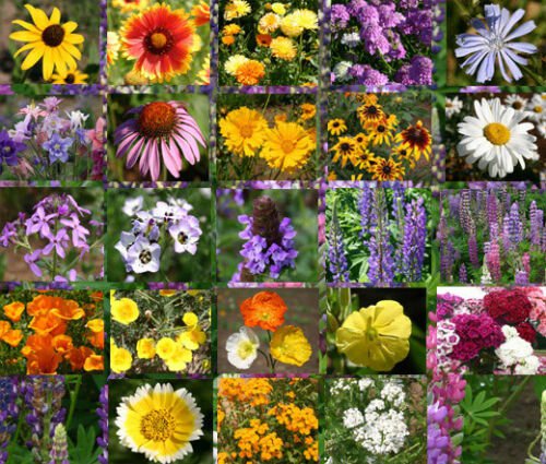 WILDFLOWER MIX CASCADE PERENNIAL - 1 Oz Bulk ct for germination