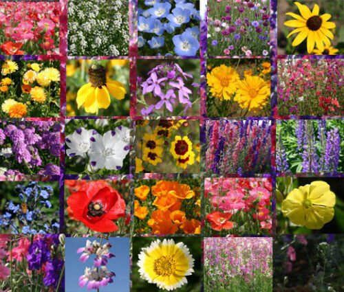 WILDFLOWER MIX EARLY BIRD - 1 Oz Bulk ct for germination