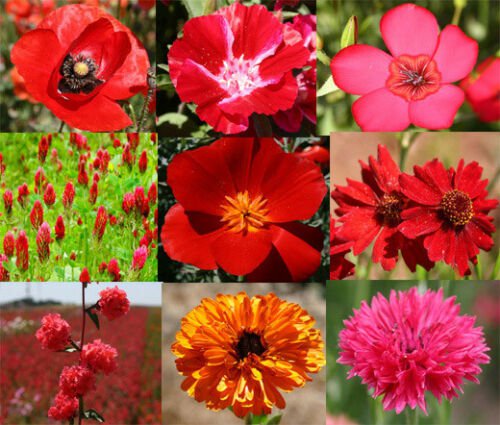 BasqueStore - WILDFLOWER MIX RED - 1 Oz Bulk ct for germination