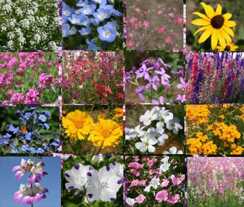 BasqueStore - WILDFLOWER MIX SHADY LANE - 1 Oz Bulk ct for germination