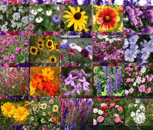 WILDFLOWER MIX CASCADE MOUNTAIN TALL - 1 Oz Bulk ct for germination