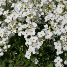 BasqueStore - ARABIS WALL ROCK CRESS WHITE Arabis Alpina Caucasica - 500 Bulk ct for germination