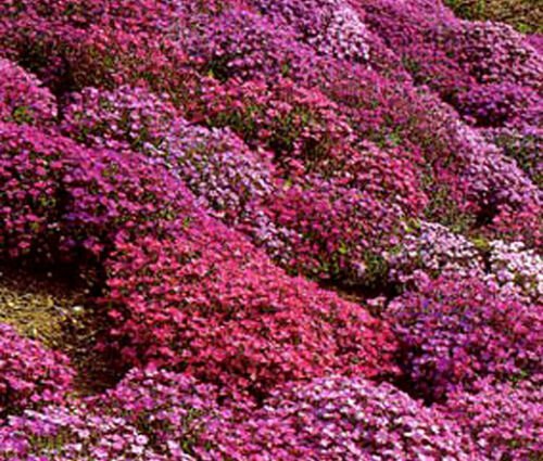 BasqueStore - AUBRIETA ROCK CRESS CASCADE MIX Aubrieta Hybrida Superbissima - 500 Bulk ct for germin