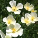 BasqueStore - CALIFORNIA POPPY WHITE Eschscholzia Californica - 10,000 Bulk ct for germination