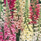 FOXGLOVE EXCELSIOR MIX Digitalis Purpurea - 75,000 Bulk ct for germination