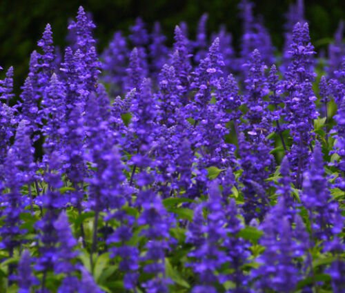 SAGE BLUE Salvia Farinacea - 10,000 Bulk ct for germination