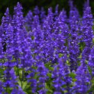 SAGE BLUE Salvia Farinacea - 10,000 Bulk ct for germination