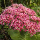 BasqueStore - SEDUM EMPEROR""S WAVE STONECROP Sedum Telephium - 200 Bulk ct for germination