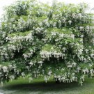 BG Store | American Yellowwood, Cladrastis kentukea, 30 Seeds (Showy, Hardy, Fall Color) Ready To Sh