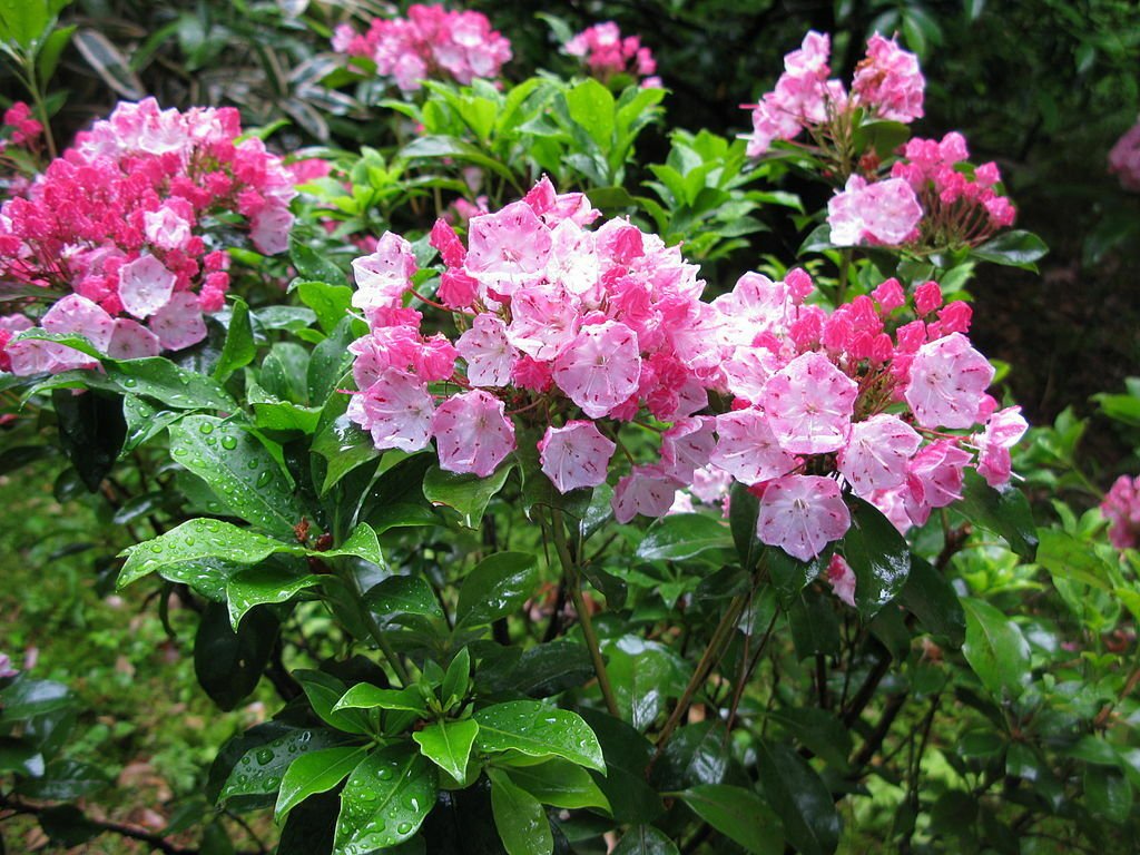 BG Store | Mountain Laurel Shrub, Kalmia Latifolia, 300 Seeds (Showy Evergreen) Ready To Ship