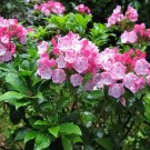 BG Store | Mountain Laurel Shrub, Kalmia Latifolia, 300 Seeds (Showy Evergreen) Ready To Ship