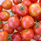 BG Store | Tomato 30 Seeds - Large Red Cherry Ready To Ship