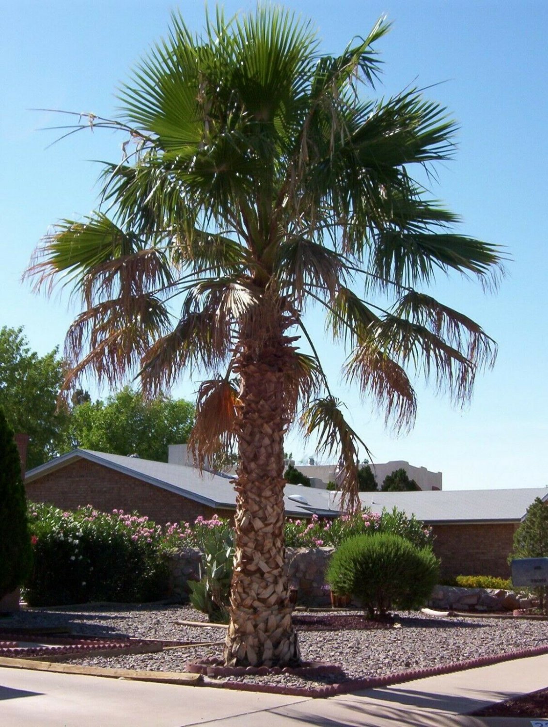 BG Store | Mexican Fan Palm, Washingtonia robusta, 60 Seeds (Easy, Fast, Edible, Evergreen)