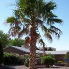 BG Store | Mexican Fan Palm, Washingtonia robusta, 240 Seeds (Easy, Fast, Edible, Evergreen)