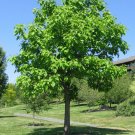 BG Store | Catalpa, Catalpa speciosa, Northern, 200 Seeds, (Fast, Showy, Hardy) Ready To Ship