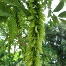 BG Store | Chinese Wingnut, Pterocarya stenoptera, 15 Seeds (Rare, Fast, Showy) Ready To Ship