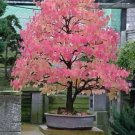 BG Store | Japanese Katsura, Cercidiphyllum japonicum, 50 Seeds (Fall Color, Bonsai) Ready To Ship