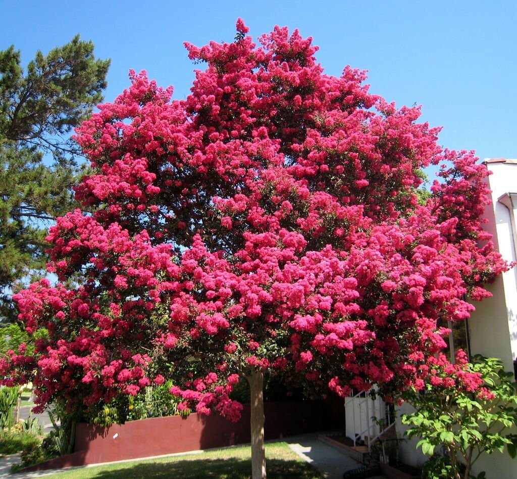 BG Store | Crape Myrtle, Lagerstroemia indica, 150 Seeds (Fast, Showy, Fall Color) Ready To Ship