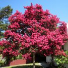 BG Store | Crape Myrtle, Lagerstroemia indica, 150 Seeds (Fast, Showy, Fall Color) Ready To Ship