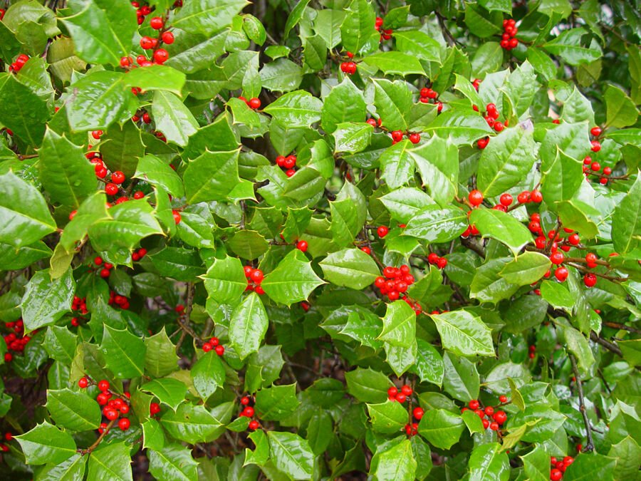 BG Store | American Holly, Ilex opaca, 100 Seeds (Fragrant, Showy, Hardy Evergreen) Ready To Ship