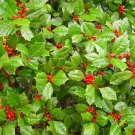 BG Store | American Holly, Ilex opaca, 100 Seeds (Fragrant, Showy, Hardy Evergreen) Ready To Ship