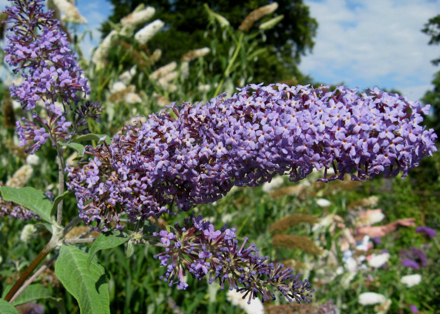 BG Store | Butterfly Bush, Buddleia davidii, Shrub 300 Seeds (Fast, Showy, Fragrant, Hardy)
