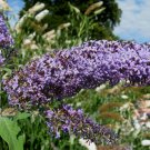 BG Store | Butterfly Bush, Buddleia davidii, Shrub 300 Seeds (Fast, Showy, Fragrant, Hardy)