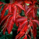 BG Store | Lily of the Valley Tree, Oxydendrum arboreum, 50 Seeds (Fall Color, Fragrant)