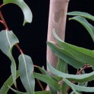 BG Store | Eucalyptus citriodora, Lemon Scented Gum, 150 Seeds