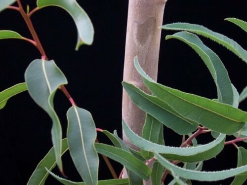 BG Store | Eucalyptus citriodora, Lemon Scented Gum, 300 Seeds