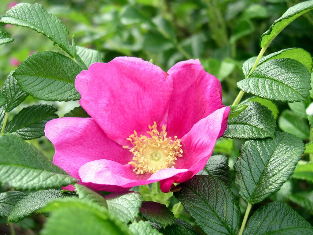 BG Store | Pink Rugosa Rose, Rosa rugosa Pink, 30 Seeds (Hardy, Fast, Fragrant, Edible)