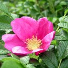 BG Store | Pink Rugosa Rose, Rosa rugosa Pink, 30 Seeds (Hardy, Fast, Fragrant, Edible)