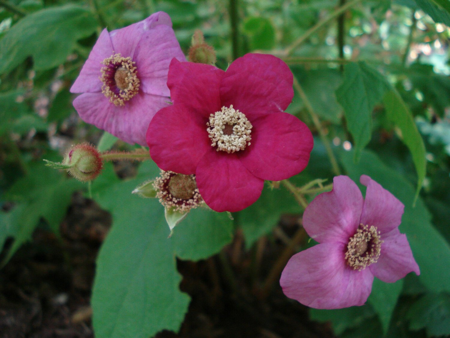 BG Store | Purple-Flowering Raspberry, Rubus odoratus, Shrub 20 Seeds (Fast, Edible, Showy) Ready To